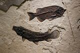 Green River Fossil Fish Mural with Rare Ultrashort-Nose Gar Fish #370577-1